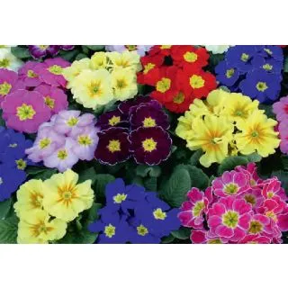 Compra PRIMULA ACAULIS HETHOR/GIANT MIX (240 Plantas). en la tienda online Fito Agrícola