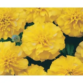 Compra TAGETE PATULA BONANZA AMARILLO (240 Plantas). en la tienda online Fito Agrícola