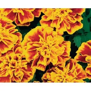 Compra TAGETE PATULA BONANZA BEE (240 Plantas). en la tienda online Fito Agrícola