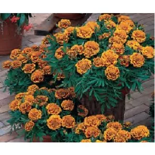 Compra TAGETE PATULA BONANZA FLAME (240 Plantas). en la tienda online Fito Agrícola