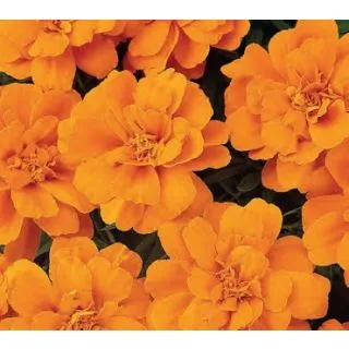 Compra TAGETE PATULA DURANGO NARANJA (240 Plantas). en la tienda online Fito Agrícola