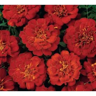 Compra TAGETE PATULA DURANGO ROJO (240 Plantas). en la tienda online Fito Agrícola