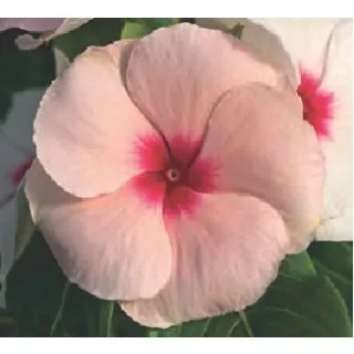 Compra VINCA CORA XDR APRICOT (240 Plantas). en la tienda online Fito Agrícola