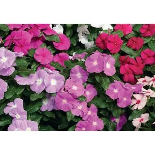 Compra VINCA CORA XDR MIXT (240 Plantas). en la tienda online Fito Agrícola