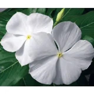 Compra VINCA CORA XDR WHITE (240 Plantas). en la tienda online Fito Agrícola