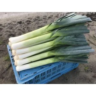 Compra PUERRO VIGORA F1 Pildorado (10.000 Semillas) en la tienda online Fito Agrícola
