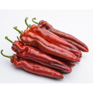 Compra PIMIENTO ANAKIN F1 (1000 Semillas) en la tienda online Fito Agrícola