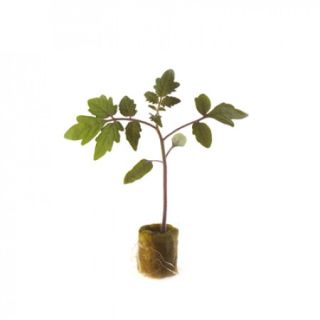 Compra TOMATE ESTORIL RZ F1 (5.000 Semillas) en la tienda online Fito Agrícola