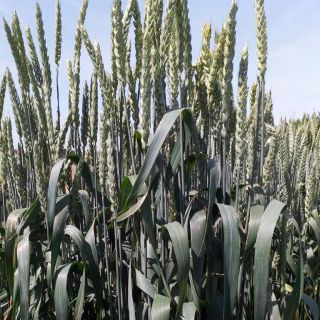 Compra TRIGO CAPUCHÓN 4 R2 (25 Kgr.) en la tienda online Fito Agrícola