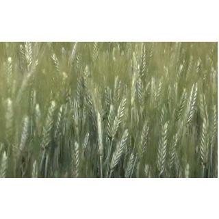 Compra TRITICALE TALAVERA R2 (35 Kgr.) en la tienda online Fito Agrícola