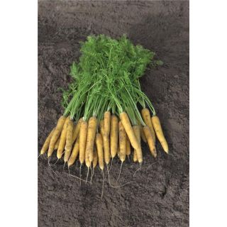 Compra ZANAHORIA YELLOW MOON F1 Precisión (100.000 Semillas Cal.1.8 - 2.0 mm.) en la tienda online Fito Agrícola