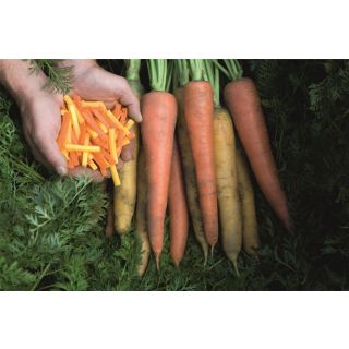 Compra ZANAHORIA KOMARNO F1 Precisión (100.000 Semillas Cal. 2.0 - 2.2 mm.). en la tienda online Fito Agrícola