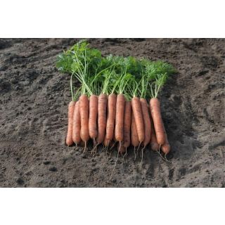 Compra ZANAHORIA ASTRALIS F1 Precisión (100.000 Semillas Cal. 1.8 - 2.0 mm.). en la tienda online Fito Agrícola