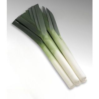 Compra PUERRO CHIEFTON F1 Precisión (25.000 Semillas) en la tienda online Fito Agrícola