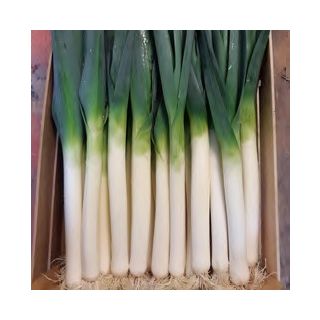 Compra PUERRO FLEXITON F1 Pildorado (25.000 Semillas) en la tienda online Fito Agrícola