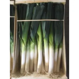 Compra PUERRO NUNTON F1 Precisión (25.000 Semillas) en la tienda online Fito Agrícola
