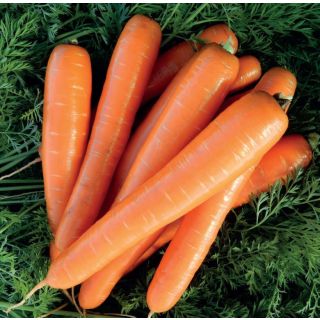 Compra ZANAHORIA BRILLYANCE F1 Precisión (100.000 Semillas Cal. 1.6 - 1.8) Sin Tratamiento en la tienda online Fito Agrícola