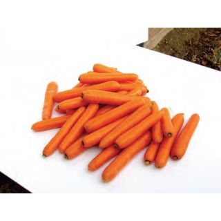 Compra ZANAHORIA ELEGANCE F1 (100.000 Semillas Cal. 1.6 - 1.8 mm.). en la tienda online Fito Agrícola