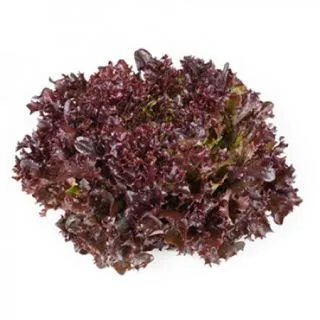 Compra LECHUGA YVES RZ Pildorada (5.000 Semillas). en la tienda online Fito Agrícola
