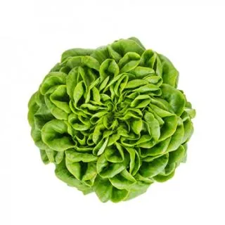 Compra LECHUGA CHALMERS RZ Pildorada (5.000 Semillas). en la tienda online Fito Agrícola