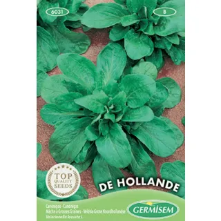 Compra CANÓNIGO DE HOLANDA (500 gr.). en la tienda online Fito Agrícola