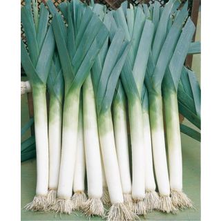 Compra PUERRO LANCIA (Zwitserse Reuzen) - Píldorado Pregerminado ECOLÓGICO (25.000 Semillas) en la tienda online Fito Agrícola