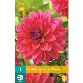 Compra DALIA AMERICAN DAWN en la tienda online Fito Agrícola