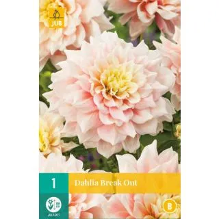 Compra DALIA BREAK OUT en la tienda online Fito Agrícola