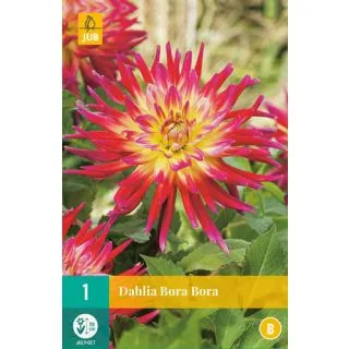 Compra DALIA BORA BORA en la tienda online Fito Agrícola