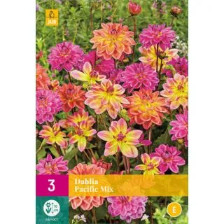 Compra DALIA PACIFIC MIX XXL en la tienda online Fito Agrícola