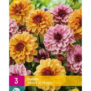 Compra DALIA SWEET & HONEY XXL en la tienda online Fito Agrícola