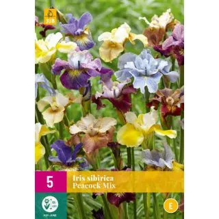 Compra IRIS SIBIRICA PEACOCK MIX XXL en la tienda online Fito Agrícola