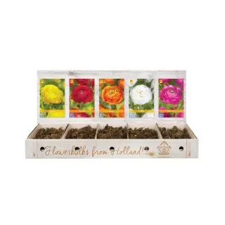 Compra RANÚNCULOS Cofre (750 Unid.) en la tienda online Fito Agrícola