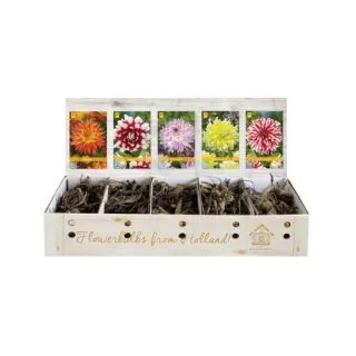 Compra DALIA DECORATIVA B Cofre (75 Unid.) en la tienda online Fito Agrícola