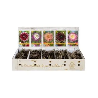 Compra DALIA CACTUS B Cofre (75 Unid.) en la tienda online Fito Agrícola