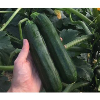 Compra CALABACÍN CENTAURO F1 BIO (1.000 Semillas) en la tienda online Fito Agrícola