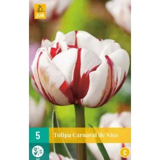 Compra TULIPÁN CARNAVAL DE NICE en la tienda online Fito Agrícola