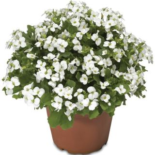 Compra ARABIS LITTLE TREASURE WHITE F1 (1.000 Semillas) en la tienda online Fito Agrícola