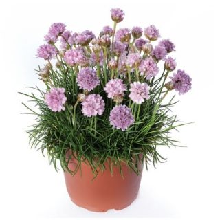 Compra ARMERIA ARMADA PINK (1.000 Semillas) en la tienda online Fito Agrícola