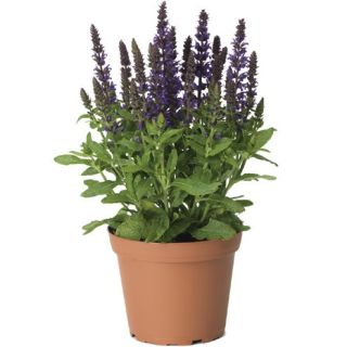Compra SALVIA MERLEAU BLUE COMPACT (1000 Semillas) en la tienda online Fito Agrícola