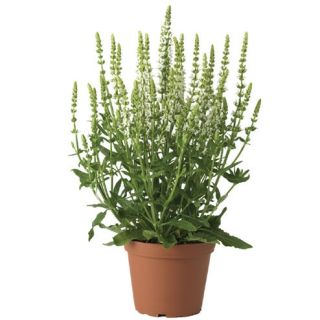 Compra SALVIA MERLEAU WHITE (1000 Semillas) en la tienda online Fito Agrícola
