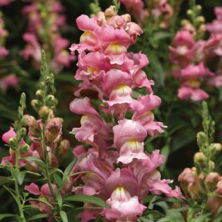 Compra ANTIRRHINUM SNAPTASTIC PINK Pildorado F1 (1.000 Semillas) en la tienda online Fito Agrícola