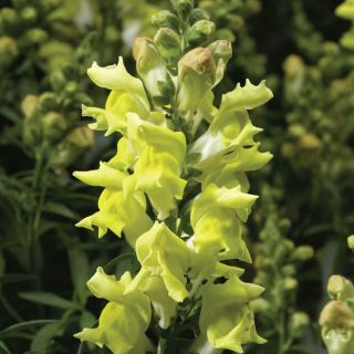 Compra ANTIRRHINUM SNAPTASTIC YELLOW Pildorado F1 (1.000 Semillas) en la tienda online Fito Agrícola