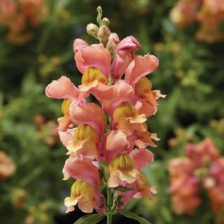 Compra ANTIRRHINUM SNAPTINI PEACH Pildorado F1 (1.000 Semillas) en la tienda online Fito Agrícola