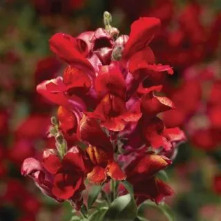 Compra ANTIRRHINUM SNAPTINI SCARLET Pildorado F1 (1.000 Semillas) en la tienda online Fito Agrícola