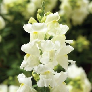 Compra ANTIRRHINUM SNAPTINI WHITE Pildorado F1 (1.000 Semillas) en la tienda online Fito Agrícola