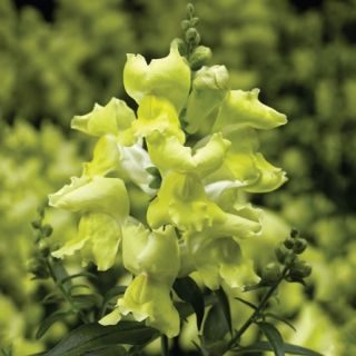 Compra ANTIRRHINUM SNAPTINI YELLOW Pildorado F1 (1.000 Semillas) en la tienda online Fito Agrícola