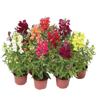 Compra ANTIRRHINUM SNAPTINI MIX Pildorado F1 (1.000 Semillas) en la tienda online Fito Agrícola