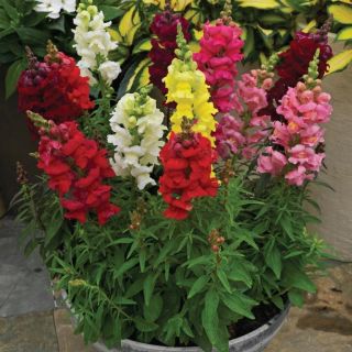 Compra ANTIRRHINUM SONNET MIX F1 (1.000 Semillas) en la tienda online Fito Agrícola