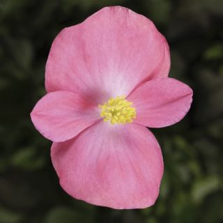 Compra BEGONIA ASCOT BRONZE ROSE Pildorada F1 (1.000 Semillas) en la tienda online Fito Agrícola